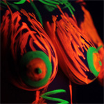 Ewa Sonnet Neon Bodypaint
